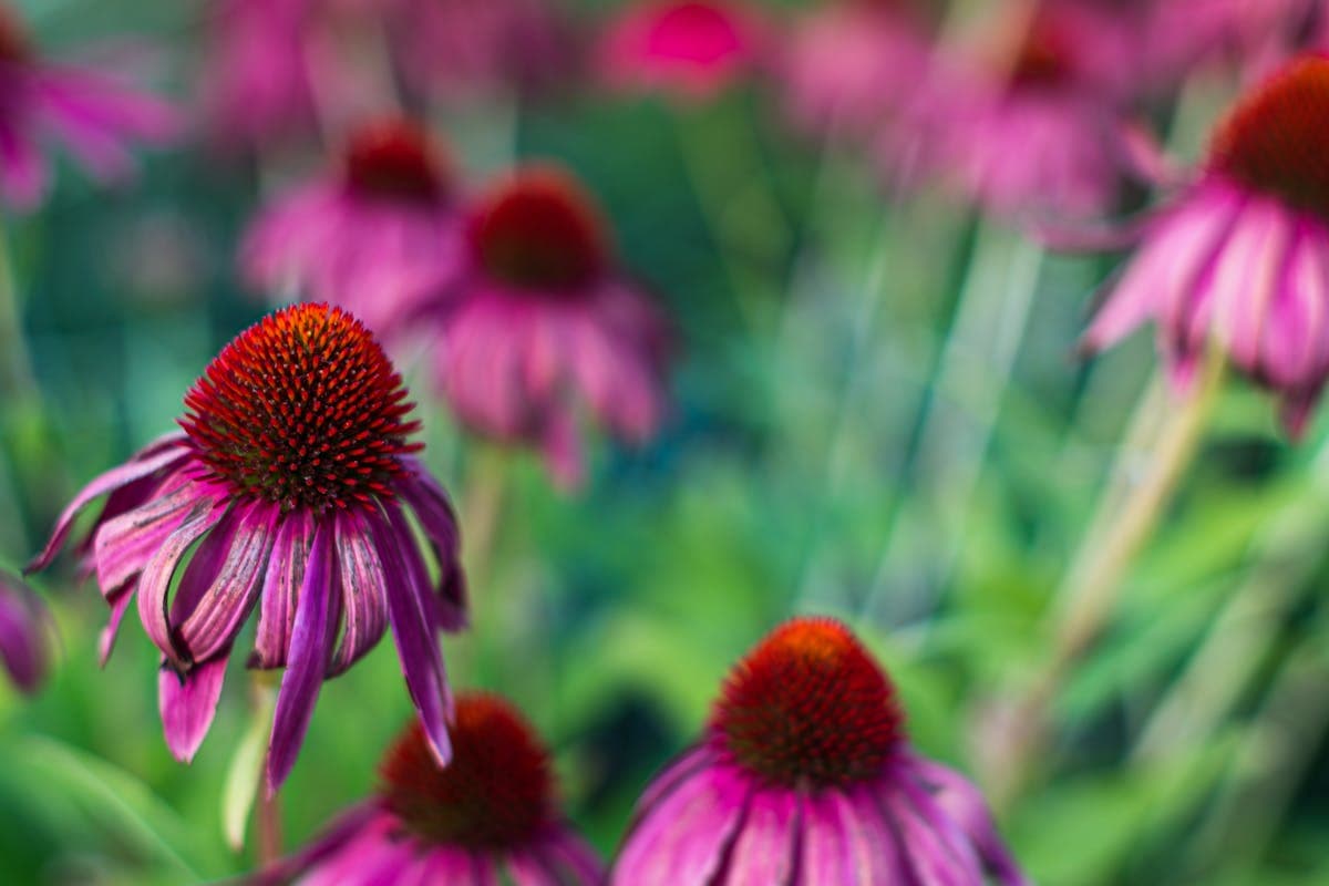 Echinacea e sambuco per le difese immunitarie: funzionano davvero?