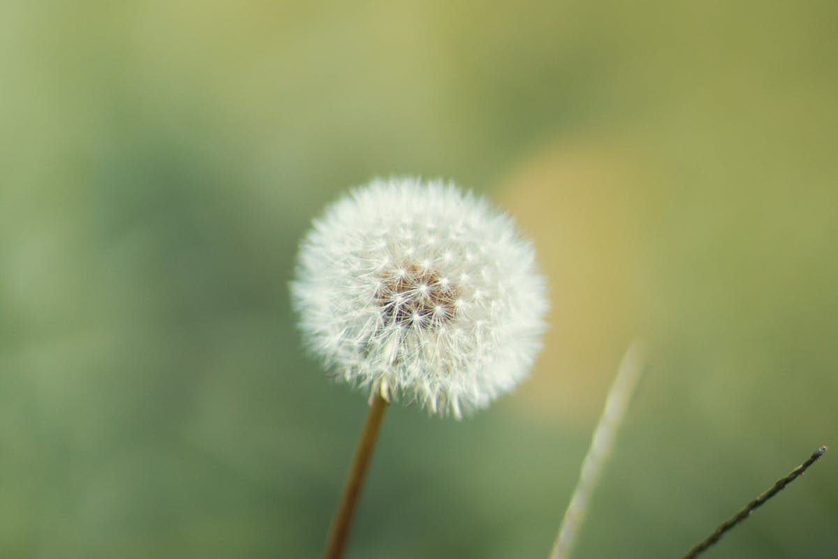 Allergia all'ambrosia e all'artemisia: il picco di agosto
