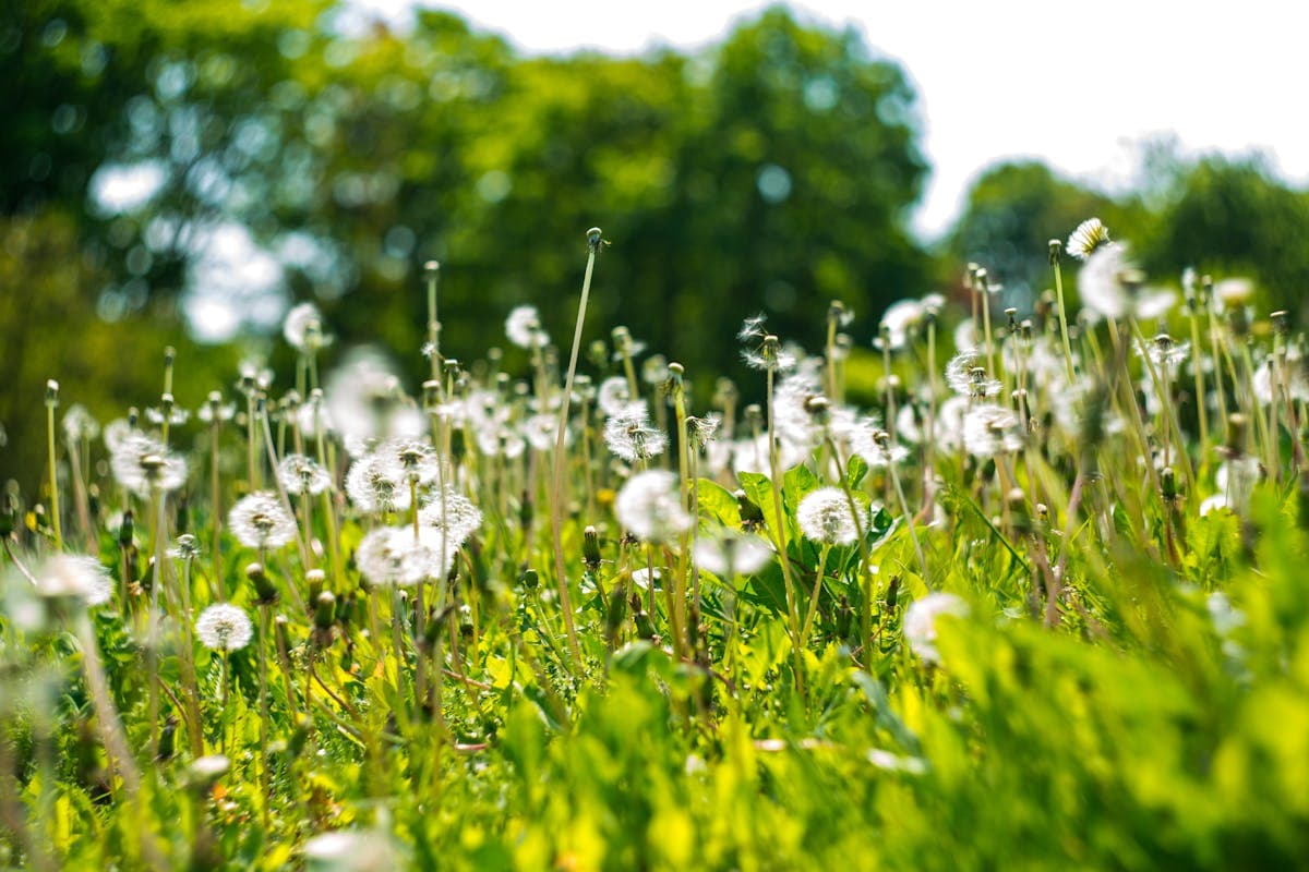 Calendario pollinico: come preparare l'armadietto per la stagione delle allergie