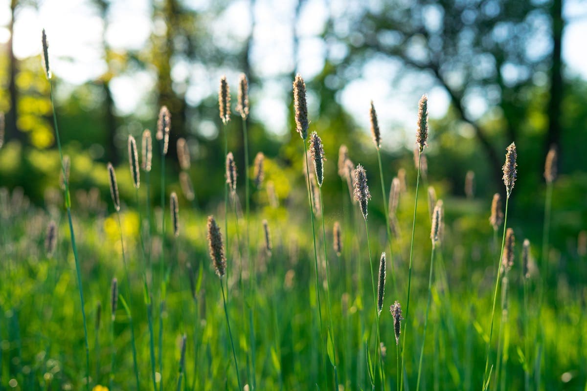 Punture di zanzare e pappataci: come alleviare prurito e gonfiore
